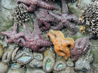 How “Placed” Or “Dis-Placed” Are You With The Land You Live On?